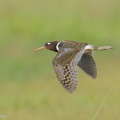 Greater_Painted-snipe-120303-109EOS1D-FYAP5372-W.jpg