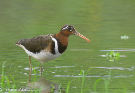 Greater Painted-snipe