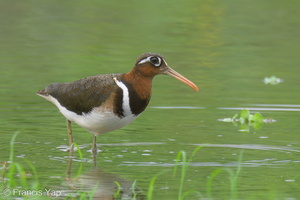 Greater Painted-snipe-220207-140MSDCF-FRY00153-W.jpg