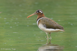 Greater Painted-snipe-220207-140MSDCF-FRY00672-W.jpg