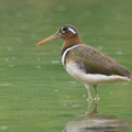 Greater_Painted-snipe-220207-140MSDCF-FRY00672-W.jpg