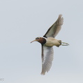 Greater_Painted-snipe-251128-136FRYAP-FYA07900-W.jpg
