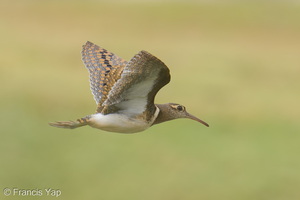 Greater Painted-snipe-260910-205FRYAP-FYA08504-W.jpg