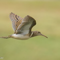 Greater_Painted-snipe-260910-205FRYAP-FYA08504-W.jpg