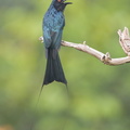 Greater_Racket-tailed_Drongo-130328-106EOS1D-FY1X0385-W.jpg