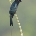 Greater_Racket-tailed_Drongo-200911-117MSDCF-FYP05298-W.jpg