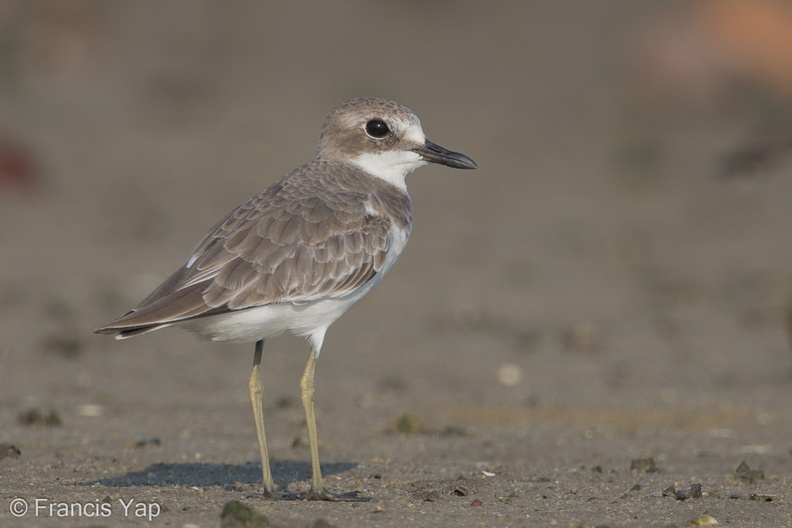 Greater_Sand_Plover-140923-118EOS1D-FY1X5612-W.jpg