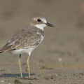 Greater_Sand_Plover-140923-118EOS1D-FY1X5612-W.jpg