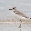 Greater_Sand_Plover-160822-103EOS1D-F1X27320-W.jpg