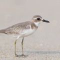 Greater_Sand_Plover-160919-104EOS1D-F1X24639-W.jpg