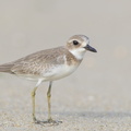 Greater_Sand_Plover-160919-104EOS1D-F1X24640-W.jpg