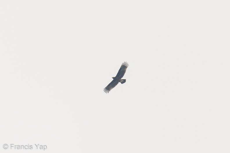 Greater_Spotted_Eagle-191103-102MSDCF-FYP07693-W.jpg