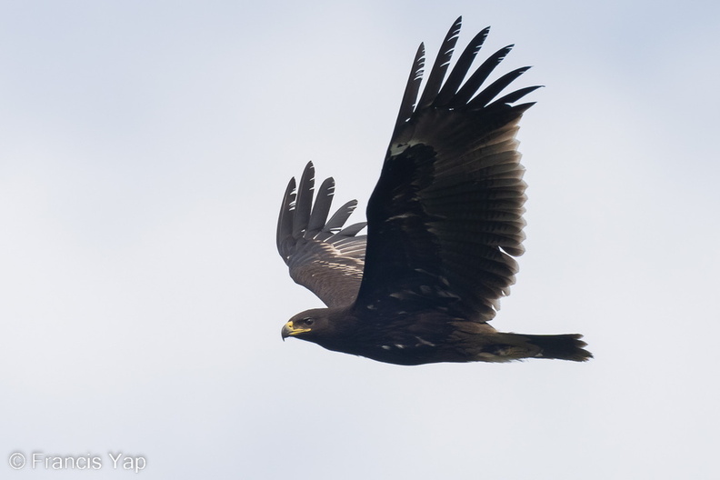 Greater_Spotted_Eagle-221109-159MSDCF-FYP03233-W.jpg