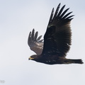 Greater_Spotted_Eagle-221109-159MSDCF-FYP03233-W.jpg