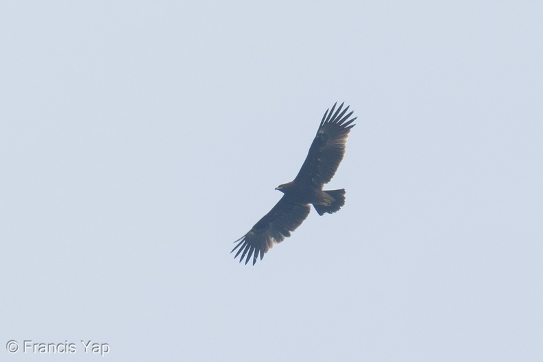 Greater_Spotted_Eagle-241031-249MSDCF-FYP06936-W.jpg