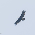 Greater_Spotted_Eagle-241031-249MSDCF-FYP06936-W.jpg