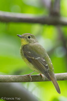 Green-backed Flycatcher-121117-113EOS1D-FYAP7028-W.jpg