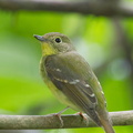 Green-backed_Flycatcher-121117-113EOS1D-FYAP7028-W.jpg