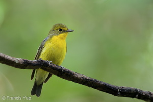 Green-backed Flycatcher-220121-137MSDCF-FRY02405-W.jpg