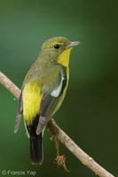 Green-backed Flycatcher-220202-138MSDCF-FRY06773-W.jpg