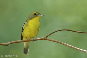 Green-backed Flycatcher-220202-138MSDCF-FRY08001-W.jpg