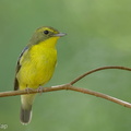 Green-backed_Flycatcher-220202-138MSDCF-FRY08001-W.jpg