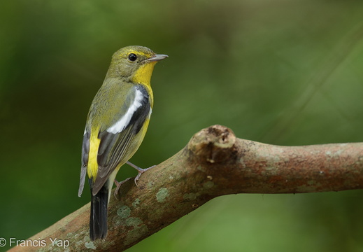 Green-backed Flycatcher