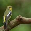 Green-backed_Flycatcher-220202-138MSDCF-FRY09310-W.jpg