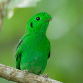 Green_Broadbill-210630-115MSDCF-FRY03512-W.jpg