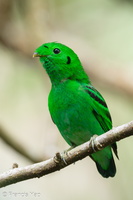 Green Broadbill-210630-115MSDCF-FRY03839-W.jpg