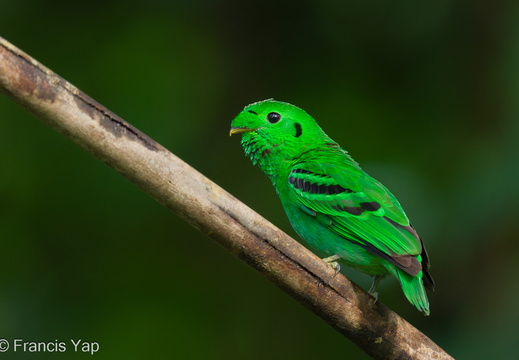 Green Broadbill