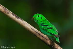 Green Broadbill-210630-115MSDCF-FRY04179-W.jpg