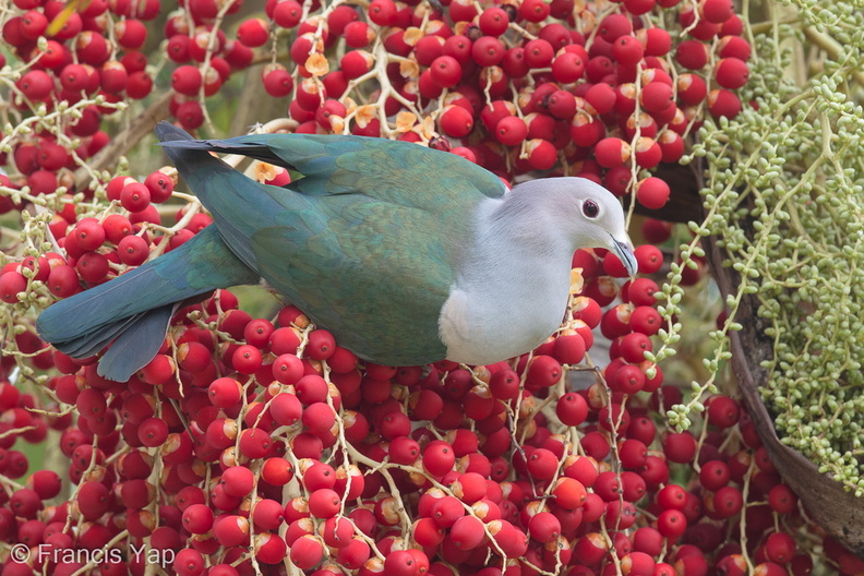 Green_Imperial_Pigeon-170129-109EOS1D-F1X24742-W.jpg