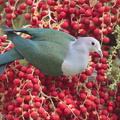 Green_Imperial_Pigeon-170129-109EOS1D-F1X24742-W.jpg