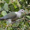 Green_Imperial_Pigeon-201225-105CANON-FY5R3721-W.jpg