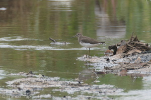 Green Sandpiper-200120-110MSDCF-FYP08833-W.jpg