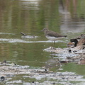 Green_Sandpiper-200120-110MSDCF-FYP08833-W.jpg