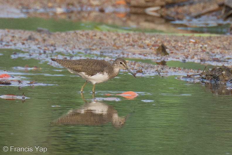 Green_Sandpiper-230115-164MSDCF-FYP01694-W.jpg