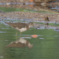 Green_Sandpiper-230115-164MSDCF-FYP01694-W.jpg