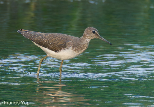 Green Sandpiper