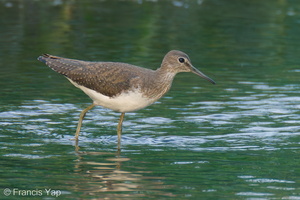 Green Sandpiper-230115-164MSDCF-FYP05618-W.jpg