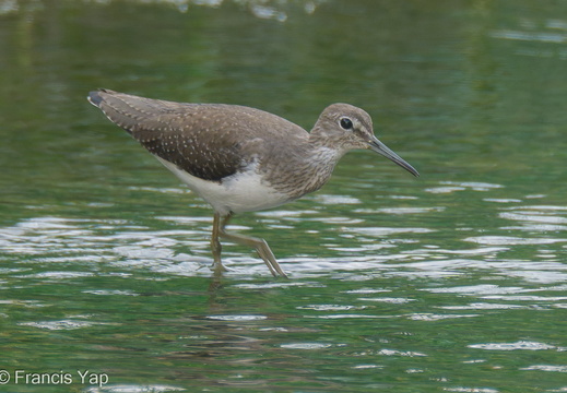 Green Sandpiper - display this album Green Sandpiper