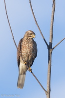 Grey-faced Buzzard-121104-113EOS1D-FYAP4409-W.jpg