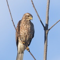 Grey-faced_Buzzard-121104-113EOS1D-FYAP4409-W.jpg