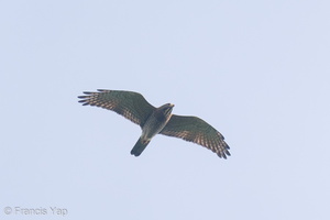 Grey-faced Buzzard-201023-120MSDCF-FYP09807-W.jpg