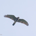 Grey-faced_Buzzard-201023-120MSDCF-FYP09807-W.jpg