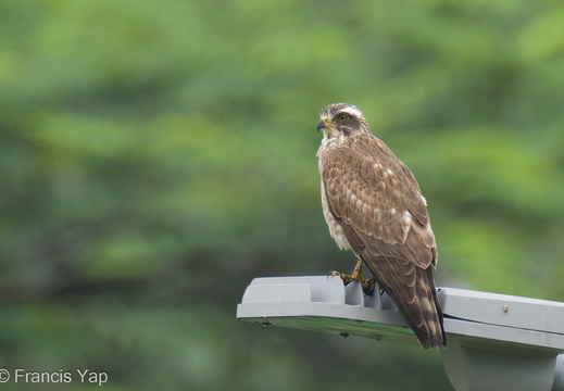 Grey-faced Buzzard