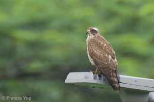 Grey-faced Buzzard-220206-139MSDCF-FRY05989-W.jpg