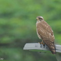 Grey-faced_Buzzard-220206-139MSDCF-FRY05989-W.jpg