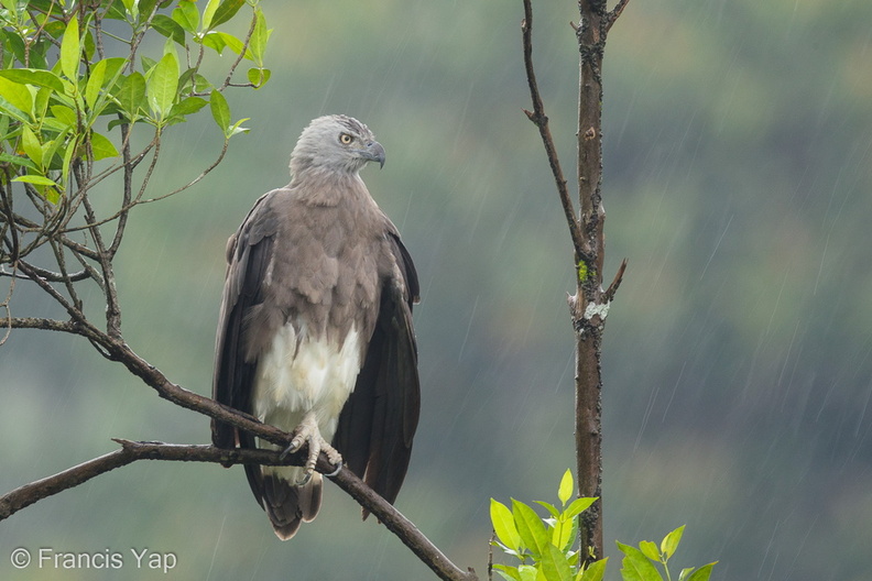 Grey-headed_Fish_Eagle-170714-112EOS1D-F1X23343-W.jpg